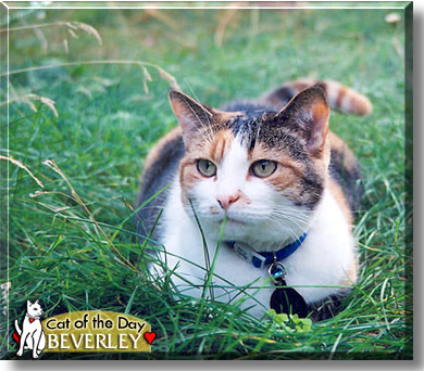 Beverley, the Cat of the Day