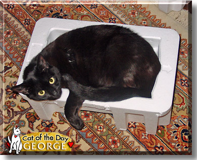 George, the Cat of the Day