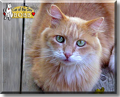 BobbCat, the Cat of the Day