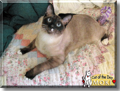 Moki, the Cat of the Day
