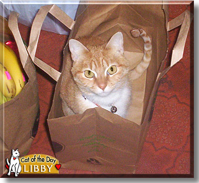 Libby, the Cat of the Day