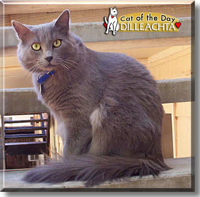 Dílleachta, the Cat of the Day
