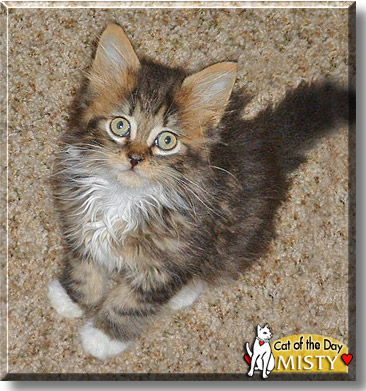 Misty, the Cat of the Day