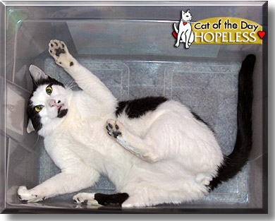 Hopeless, the Cat of the Day