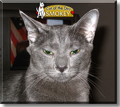 Smokey, the Cat of the Day