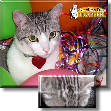 Trapper, the Cat of the Day