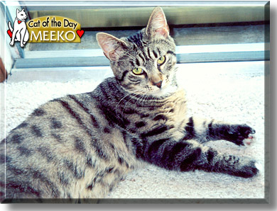 Meeko, the Cat of the Day