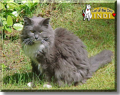 Indi, the Cat of the Day