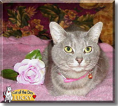 Lucky, the Cat of the Day