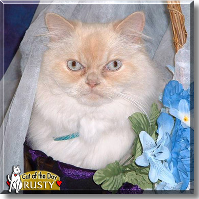Rusty, the Cat of the Day