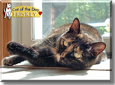 Friskey, the Cat of the Day