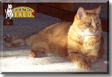 Fred, the Cat of the Day