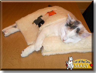 Mary, the Cat of the Day