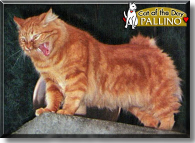 Pallino, the Cat of the Day