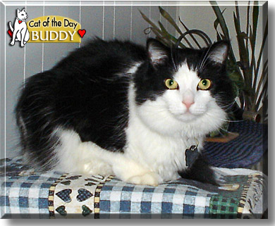 Buddy, the Cat of the Day
