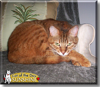 Sunshine, the Cat of the Day