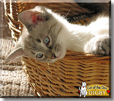 Digby, the Cat of the Day