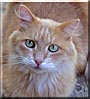 BobbCat