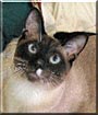 Moki