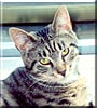 Meeko