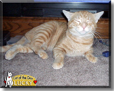 Lucky, the Cat of the Day