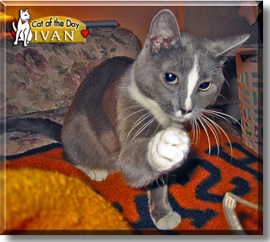 Ivan, the Cat of the Day