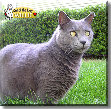 Willie, the Cat of the Day