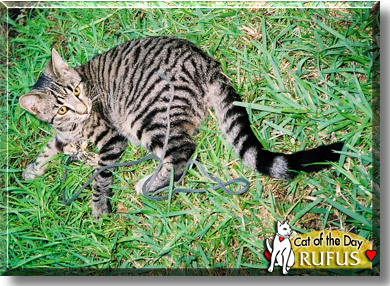 Rufus, the Cat of the Day