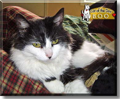 Boo, the Cat of the Day