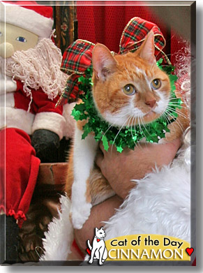 Cinnamon, the Cat of the Day