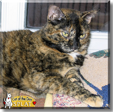 Splat, the Cat of the Day
