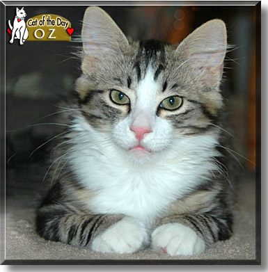 Oz, the Cat of the Day