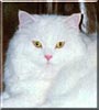 Caspurr