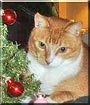 Kitty Boy