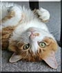 Gato