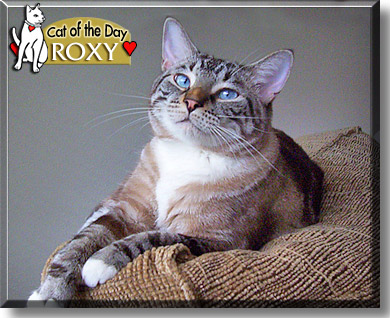 Roxy, the Cat of the Day