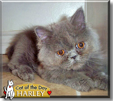 Harley, the Cat of the Day