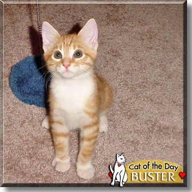 Buster, the Cat of the Day