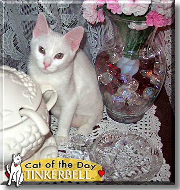 Tinkerbell, the Cat of the Day