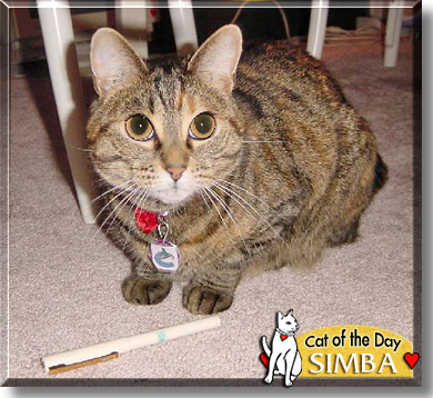 Simba, the Cat of the Day