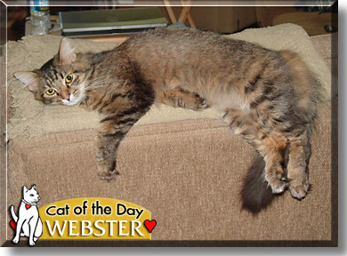 Webster, the Cat of the Day