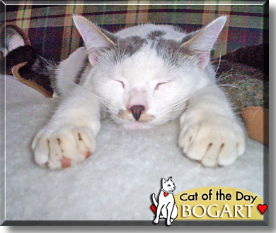 Bogart, the Cat of the Day