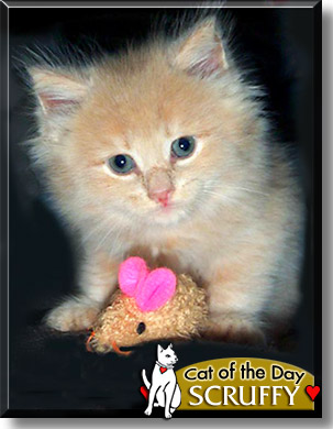 Scruffy, the Cat of the Day