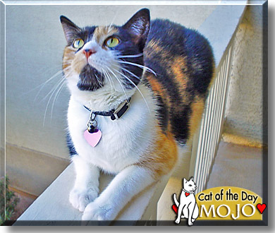Mojo, the Cat of the Day