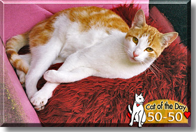 50/50, the Cat of the Day