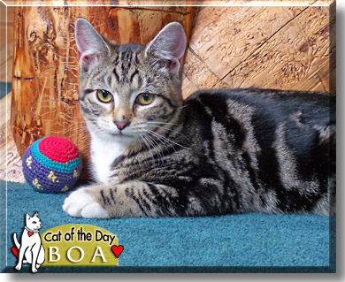 Boa, the Cat of the Day