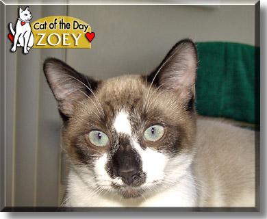 Zoey, the Cat of the Day