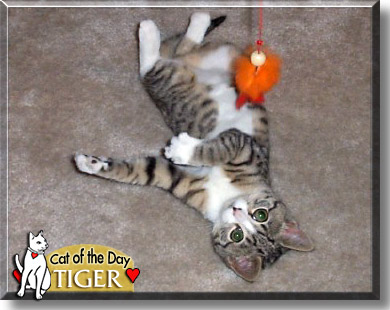 Tiger, the Cat of the Day