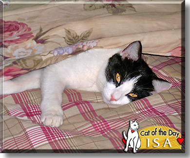 Isa, the Cat of the Day