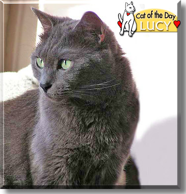Lucy, the Cat of the Day